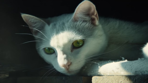 The white cat from the Ghost Recon Wildlands Red Dot trailer